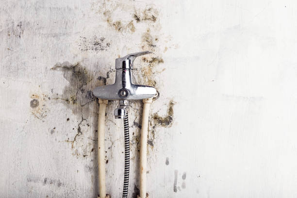 Best Mold Testing  in Ritzville, WA