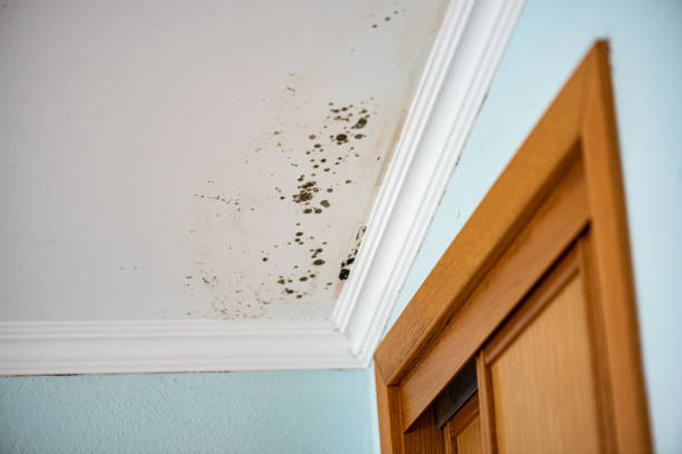 Best Affordable Mold Removal  in Ritzville, WA