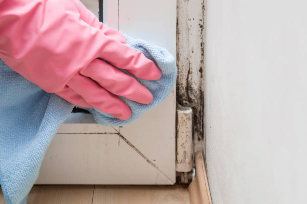 Best Emergency Mold Removal  in Ritzville, WA
