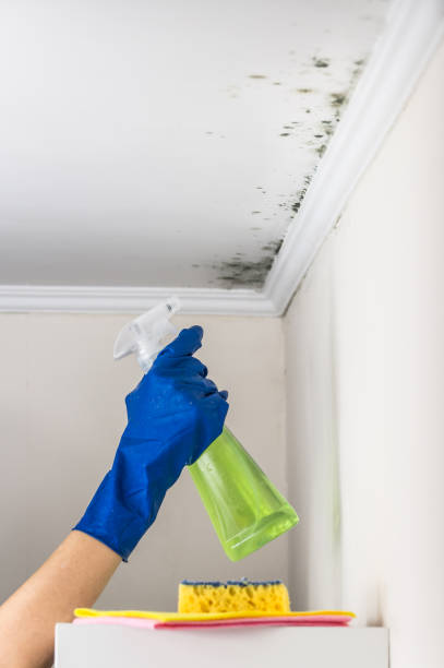 Best Fast Mold Removal  in Ritzville, WA